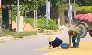 Mất an toàn giao thông do phơi thóc lúa