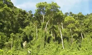 Bảo vệ rừng - Bảo vệ nguồn nước