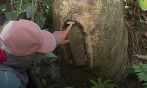 Làm tổ cho ong, giữ yên rừng già