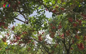 Phú Quốc -  Mùa trái chín