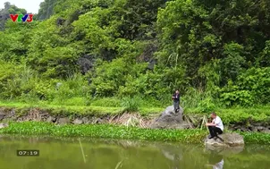 Cá rô Đầm