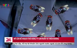 Mỹ lên kế hoạch thả hàng tỷ con ruồi từ trên không