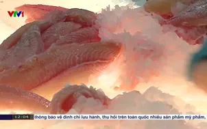 Xuất khẩu cá tra vào Mỹ: Phải rõ nguồn gốc, chất lượng cao