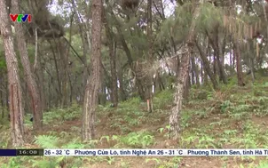 Giá nhựa thông thấp - Nguy cơ cháy rừng cao