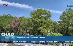 Phát hiện nhiều cây thông bị xâm hại