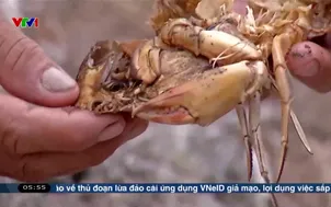 Tăng cường giải pháp phòng bệnh thủy sản