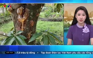 Bản tin thời tiết 5h30 - 08/7/2025