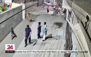 Pakistan: Sư tử nuôi làm thú cưng tấn công người trên phố
