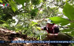 Đồng bào Xơ Đăng làm giàu dưới chân núi Ngọc Linh