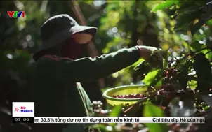 Giá cà phê xuất khẩu tăng 59% trong 6 tháng đầu năm