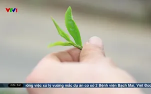 Giá matcha tăng mạnh toàn cầu