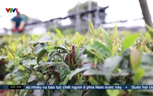 Nông trại trà Nhật Bản quá tải vì matcha
