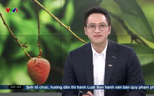 Buổi sáng chăm sóc vườn vải sinh thái