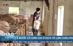 Cả nước có gần 520 ổ dịch tả lợn châu Phi