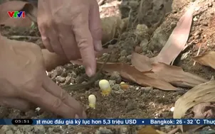 Hình thành ngành hàng thế mạnh