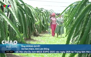 Tình trang trộm bóng đèn điện tại vùng trồng thanh long
