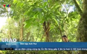 Trồng dược liệu dưới tán rừng lần đầu tiên được luật hóa