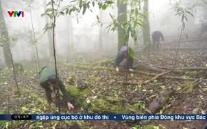 Vướng mắc khi phát triển dược liệu dưới tán rừng
