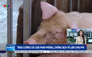 Tăng cường các giải pháp phòng, chống dịch tả lợn châu Phi