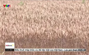 Trung Quốc:  Sản lượng ngũ cốc vụ hè gần 150 triệu tấn