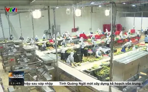 Xây dựng nguyên liệu - Mở đường chế biến nông sản