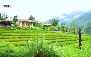 	Sắc chỉ vùng cao