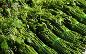 Những mùa su su lặng lẽ