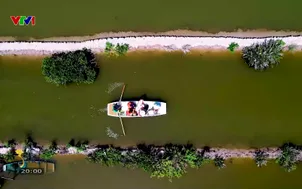 Rừng ngập mặn Phù Long