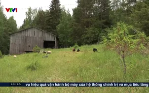 Trải nghiệm tuần lễ chăn cừu, ngắt kết nối