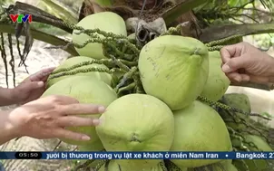 Dừa sáp - cây trồng thoát nghèo