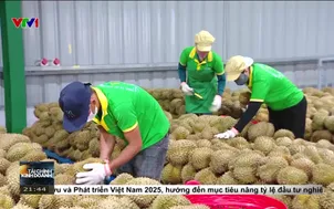 Giá sầu riêng tăng nhẹ
