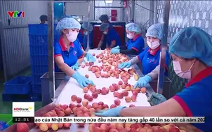 Xuất khẩu vải thiều tăng 92%