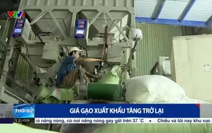 Giá gạo xuất khẩu tăng trở lại