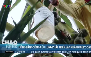 Đồng Bằng sông Cửu Long phát triển sản phẩm Ocop 5 sao