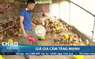 Giá gia cầm tăng mạnh