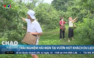 Trải nghiệm hái mận tại vườn hút khách du lịch