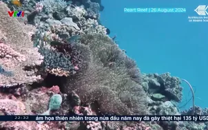Suy giảm nghiêm trọng rạn san hô Great Barrier