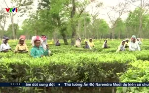 Ấn Độ bảo vệ ngành nông nghiệp