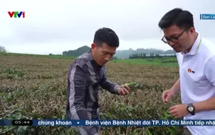 Ngày mới chăm sóc và thu hoạch chè xanh