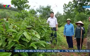 Chuyển đổi mô hình trồng dược liệu cho hiệu quả kinh tế cao
