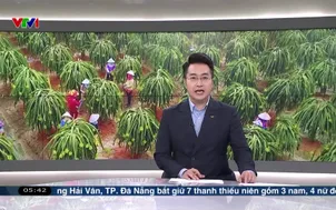 Buổi sáng ở vườn Thanh Long chợ gạo 