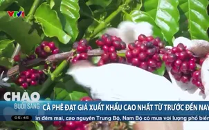 Cà phê đạt giá xuất khẩu cao nhất từ trước đến nay