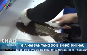 Giá hải sản tăng do biến đổi khí hậu