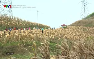 Đường tới nông trại: Nông sản Việt với thị trường Halal