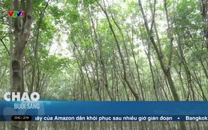Ngày mới cùng bà con trồng cao su
