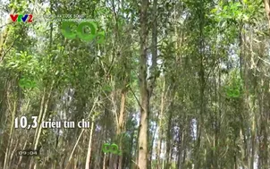 Môi trường và cuộc sống: Hiện thực hóa thị trường Carbon