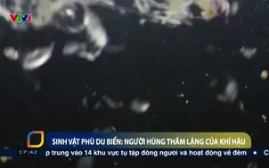 Sinh vật phù du biển người hùng thầm lặng của khí hậu