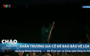 Khẩn trương gia cố đê bao bảo vệ lúa