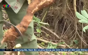 Ngành sắn lao đao vì dịch bệnh