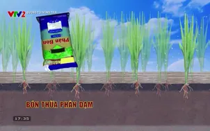 Đường tới nông trại: Trồng lúa giảm phát thải khí nhà kính